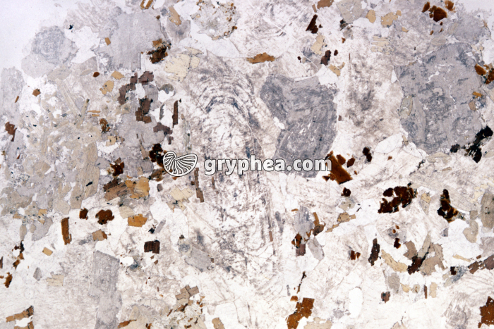 Granite des crêtes (Vosges) LPNA x2 - gryphea.com